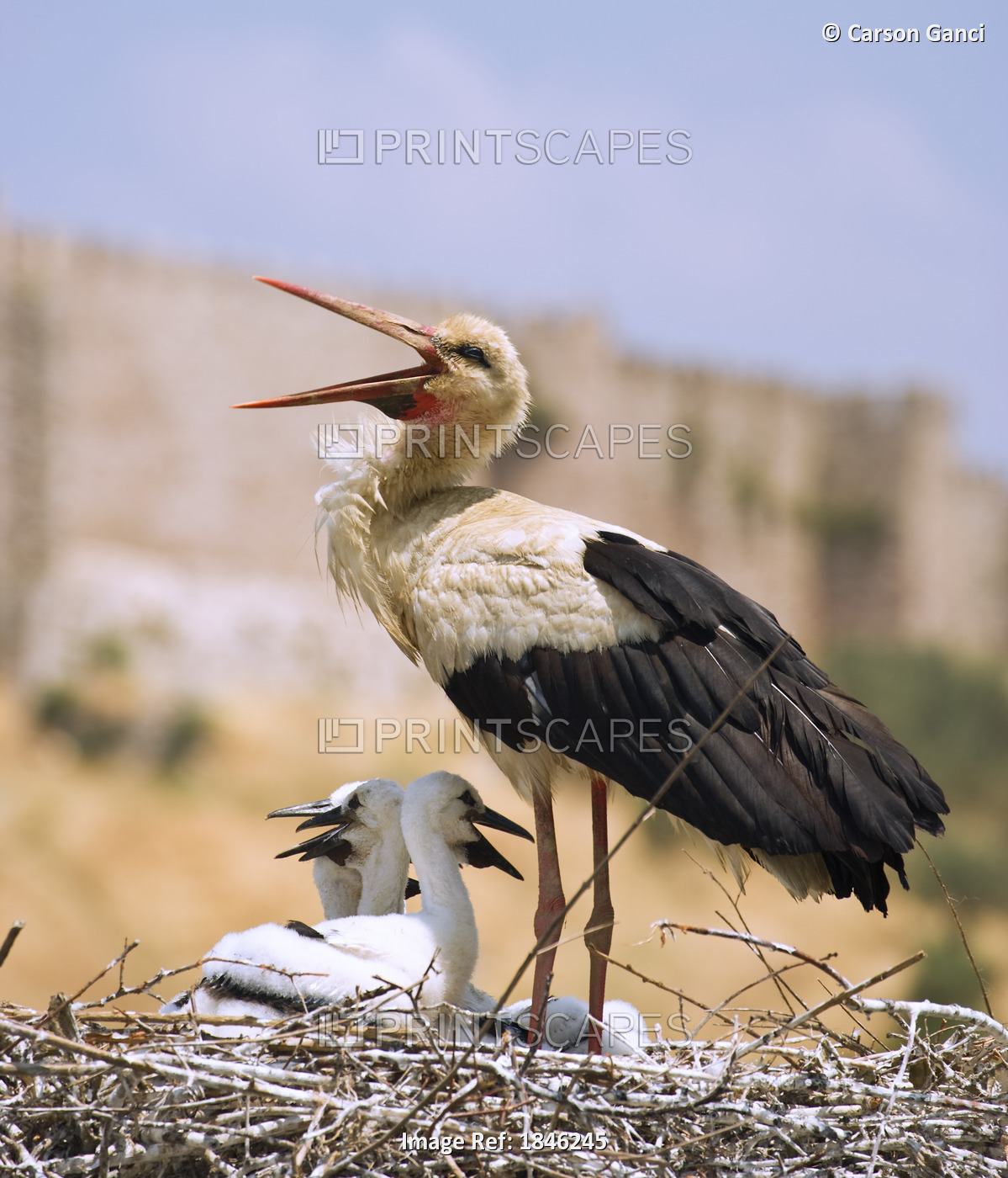 White Stork (Ciconia Ciconia), Turkey