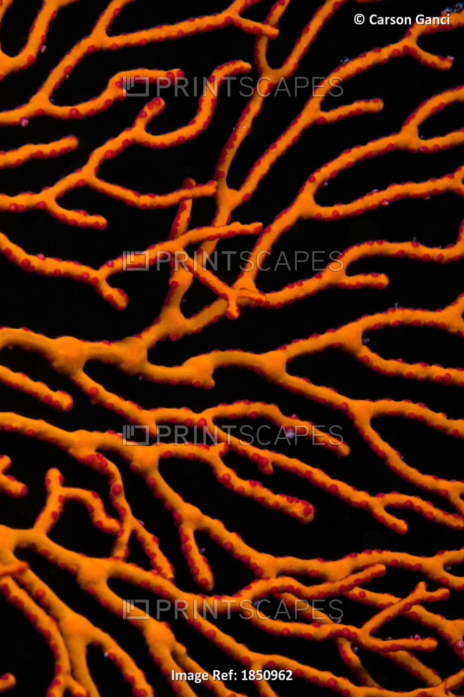 Bright Orange Coral