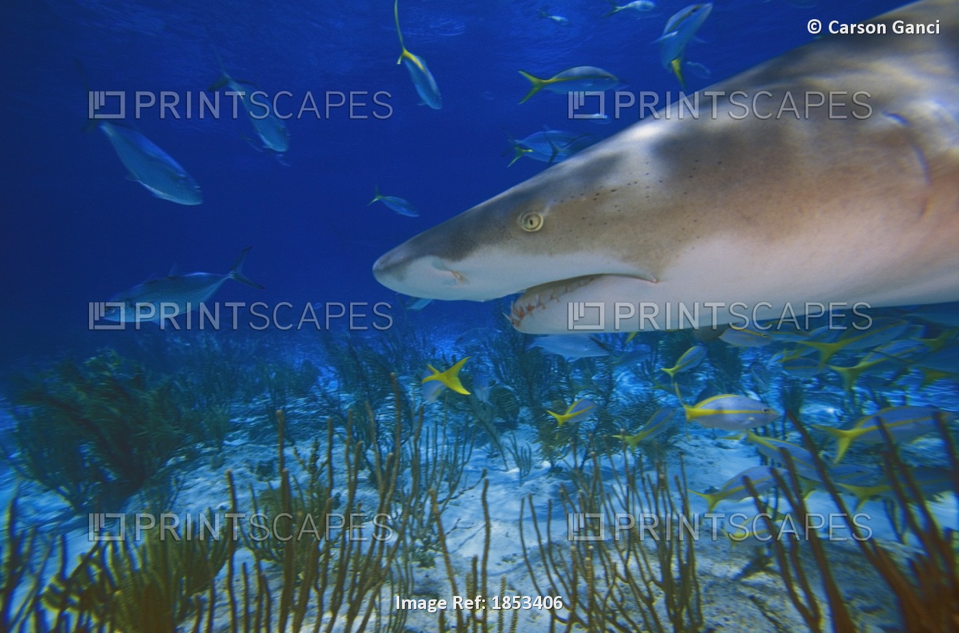 Lemon Shark ( Negaprion Brevirostris )