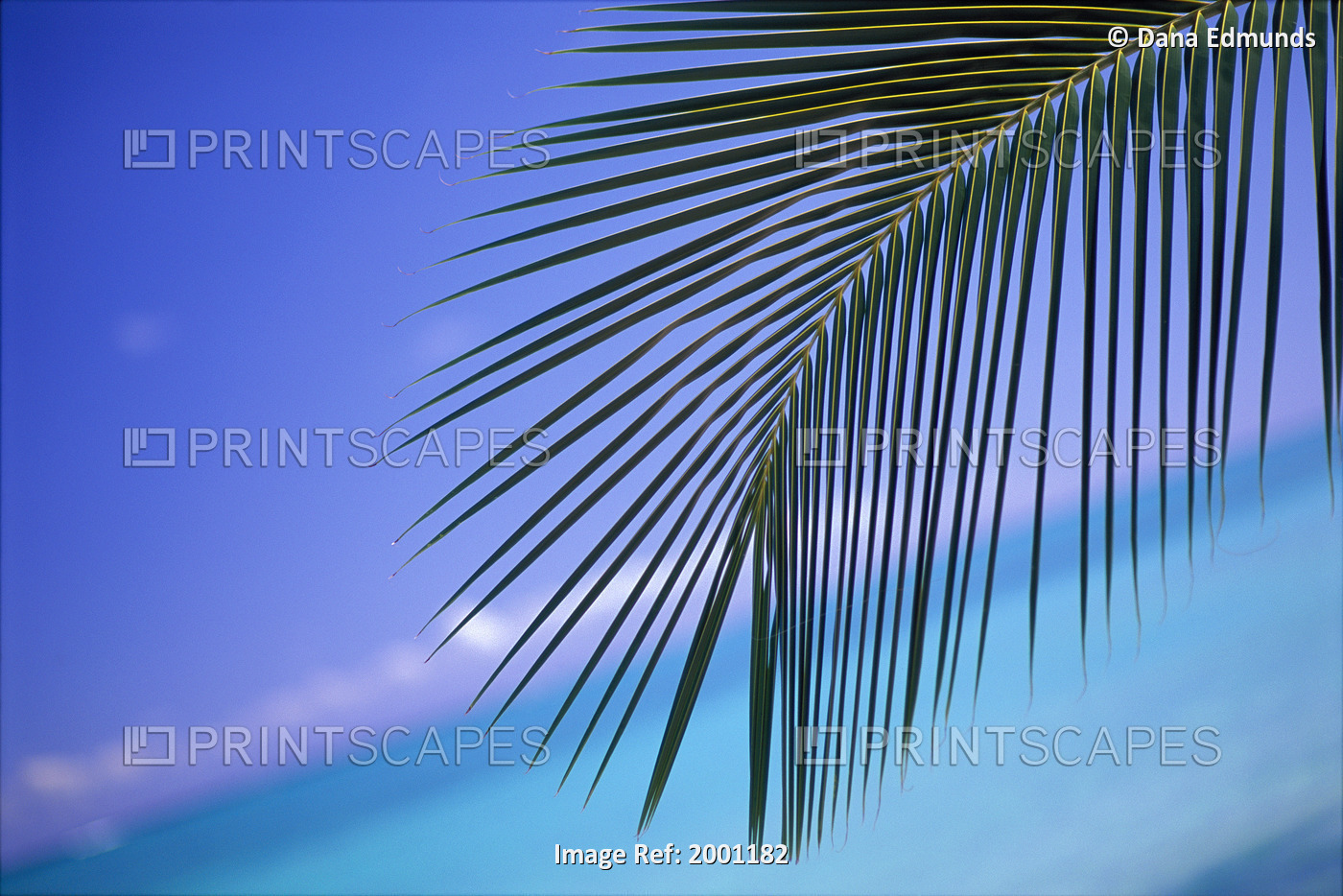 Close-Up Of Single Palm Frond With Calm Turquoise Ocean Background Horizon Blue ...