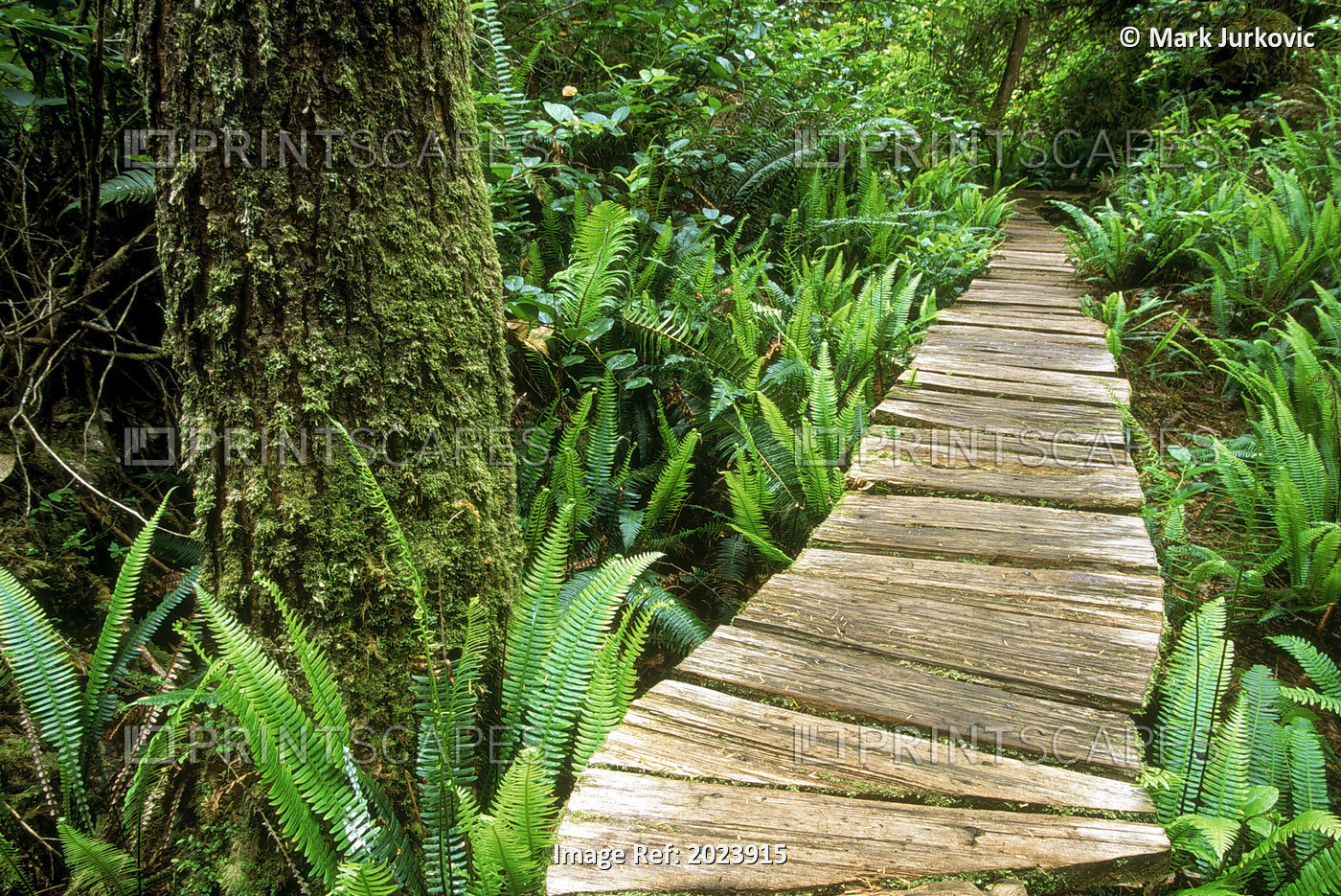 Boardwalk Big Tree Trail In Temperate Rainforest, Meares Island, Tofino, ...
