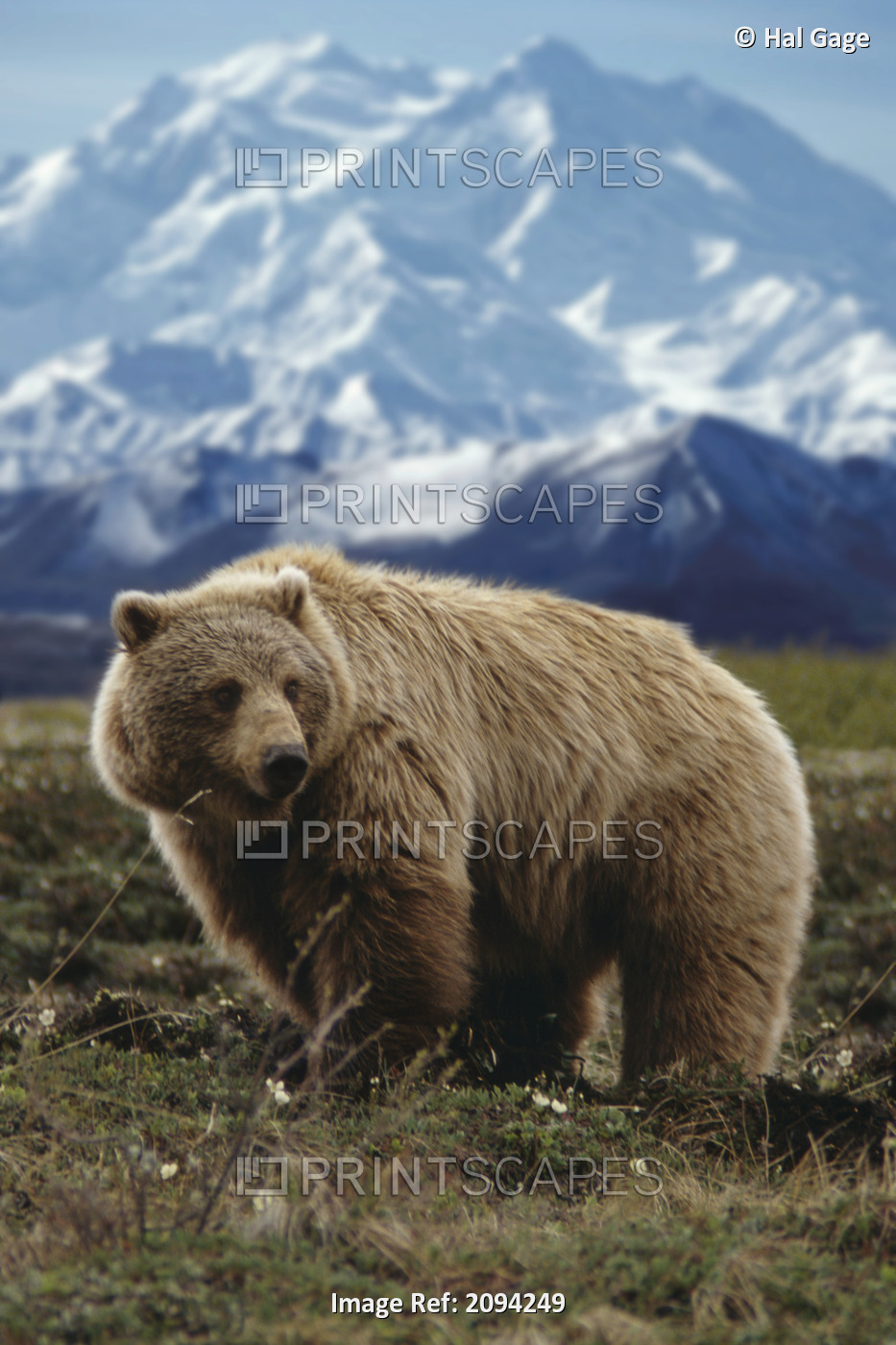 Grizzly On Tundra Mckinley In Background Composite