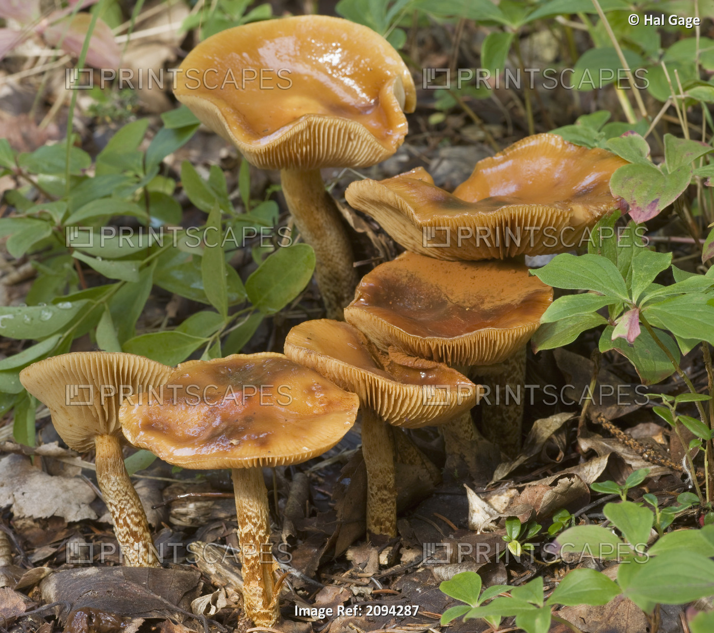 Mushroom Growing In Forest Understory, Alaska