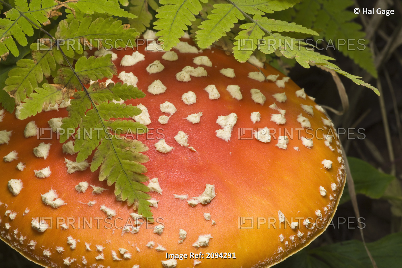 Close Up Of An Amanita Muscaria Mushroom