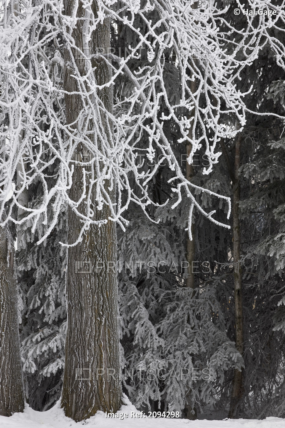 Hoar Frost On Deciduous And Conifer Trees At Russian Jack Park Golf Course In ...