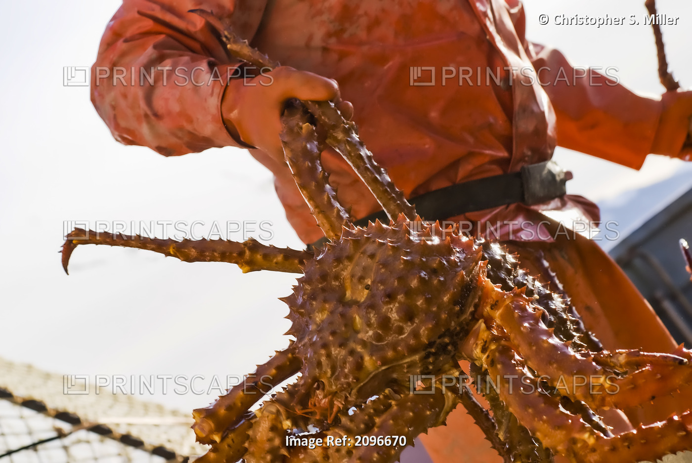 Crab Fisherman Carries A Brown Crab To The Hold Of The F/V Morgan Anne During ...