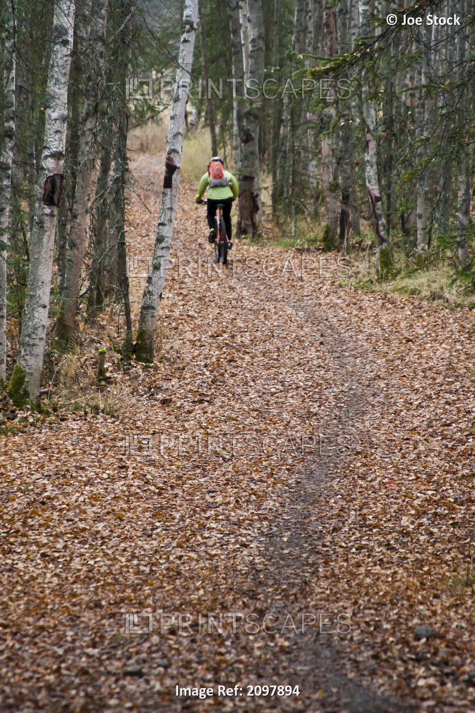 Woman Mountain Biking On A Leaf Covered Trail Amongst Birch And Spruce Trees At ...
