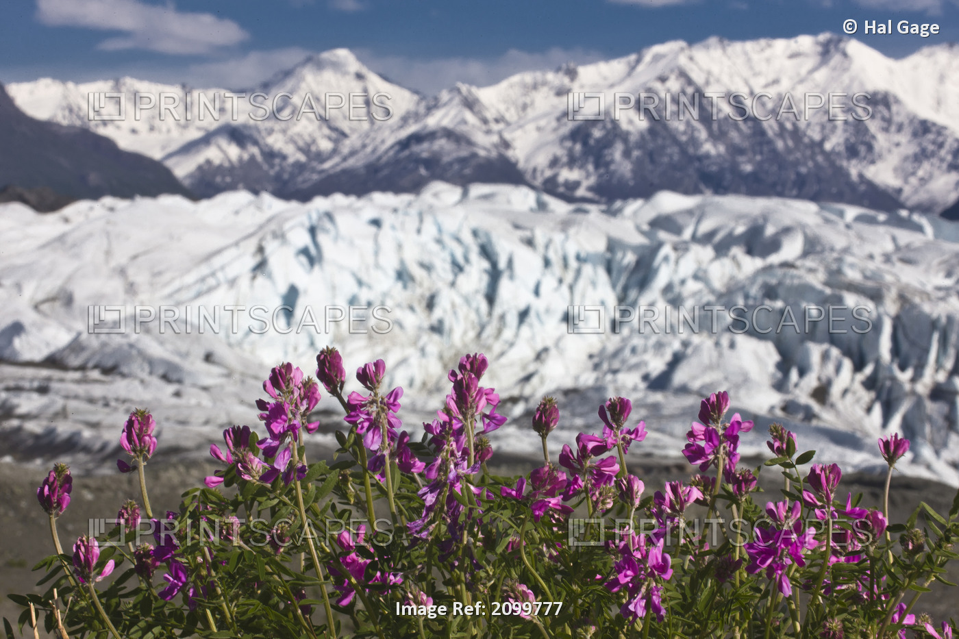 Scenic View Of Matanuska Glacier And Chugach Mountains With Wild Sweet Pea In ...