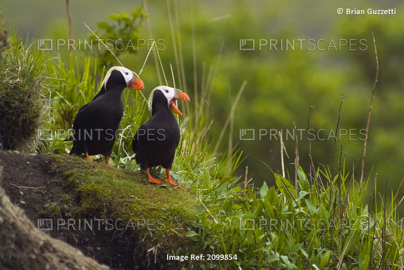 A Pair Of Tufted Puffins Perched On Cliff, Middleton Island, Southcentral ...