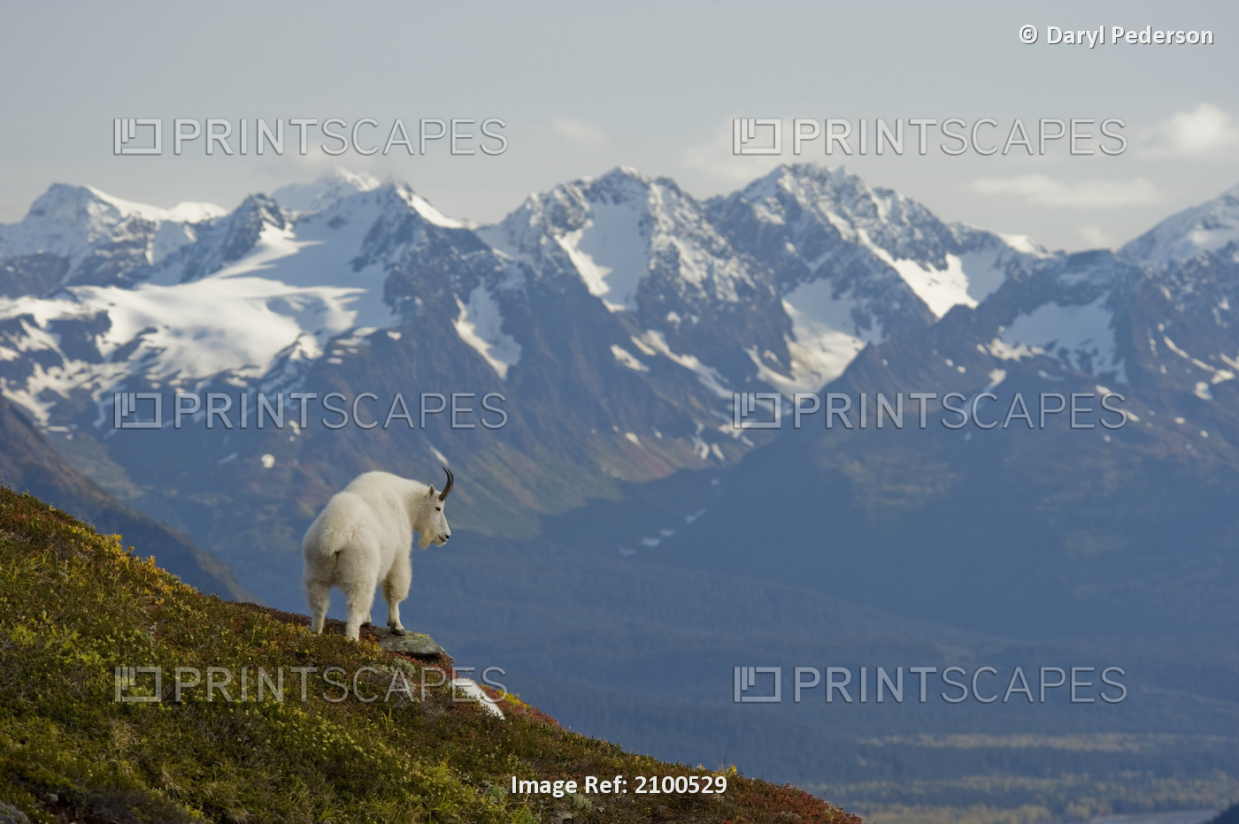 A Mountain Goat Stands On A Ridge With The Scenic Kenai Mountains In The ...