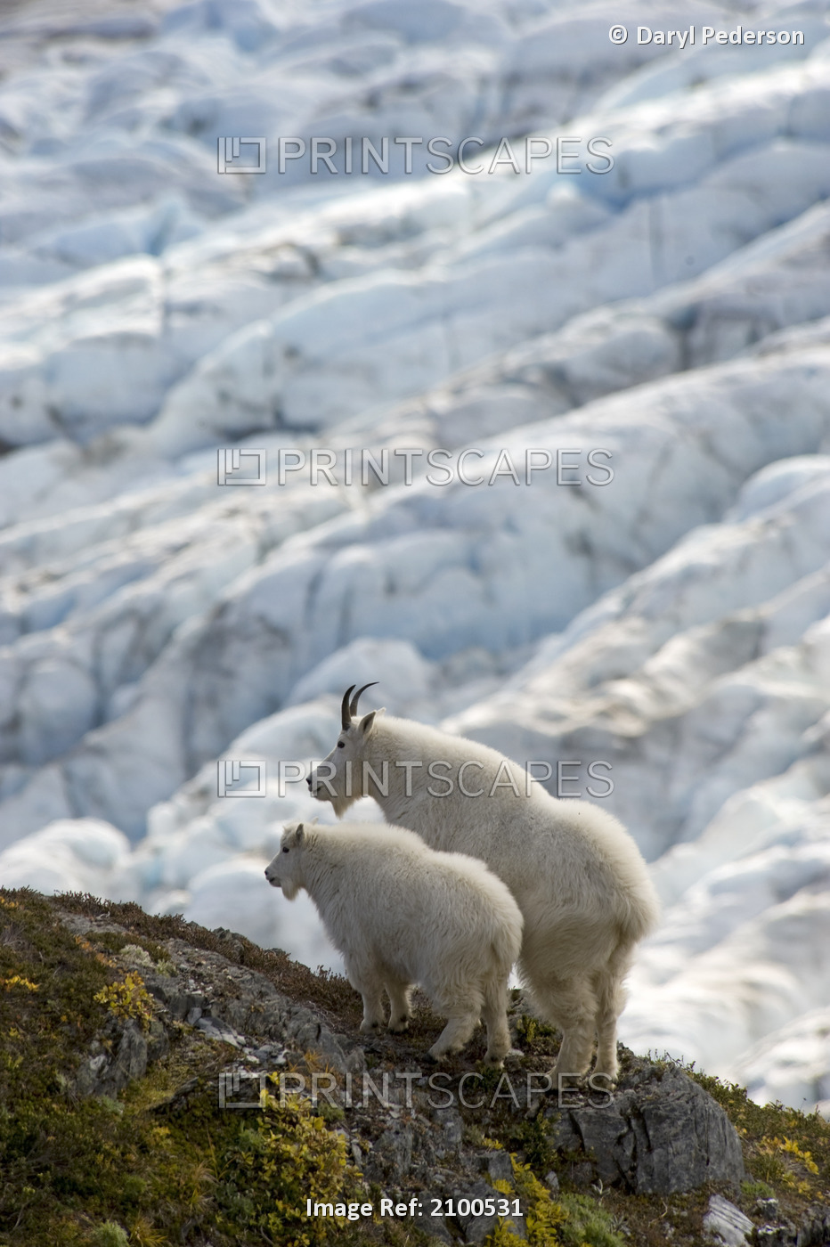 A Nanny Mountain Goat With A Young Kid Overlook A Glacier On The Kenai ...