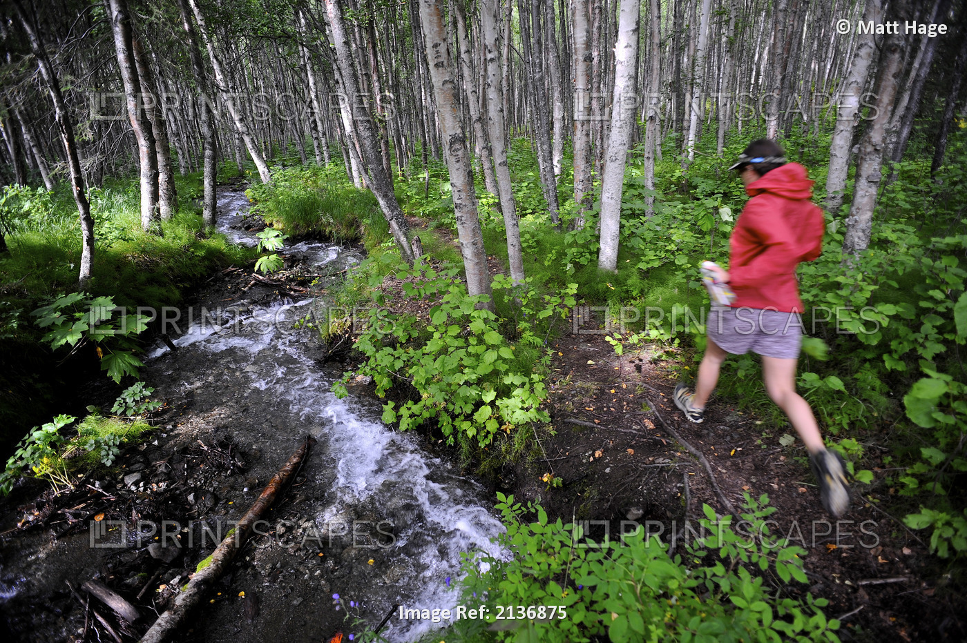 Woman Jogging Through A Birch Forest Alongside A Small Stream, Alaska