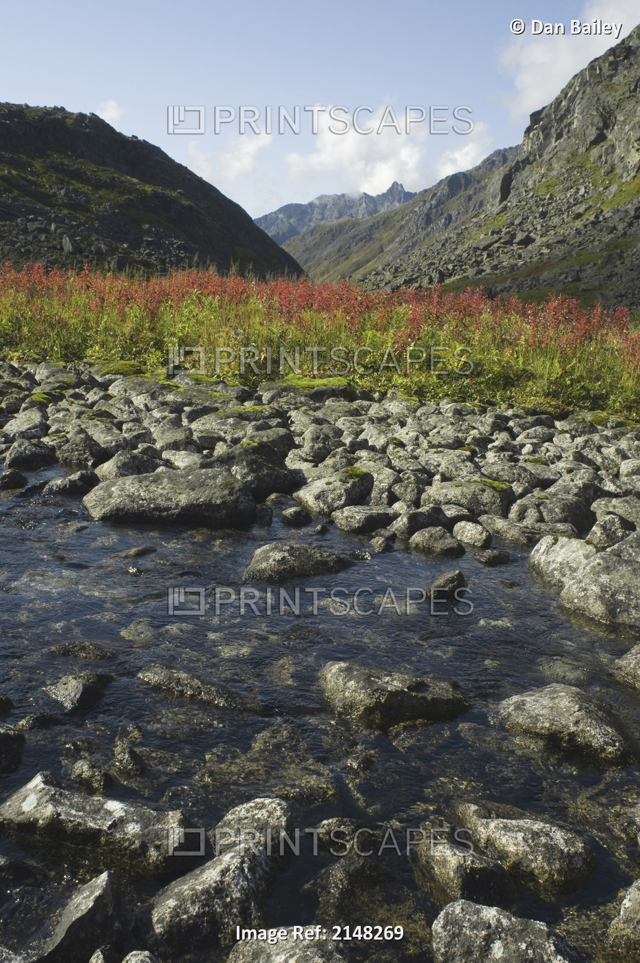 Scenic View Of Fireweed And A Small Shallow River In The Reed Lakes Area Of ...