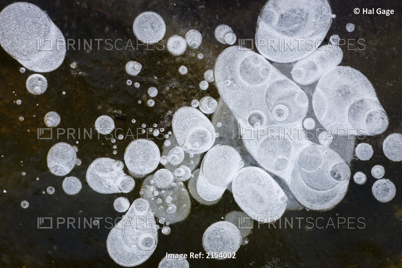 Ice Bubbles Formed In Clear Ice At Potter Marsh, Southcentral Alaska