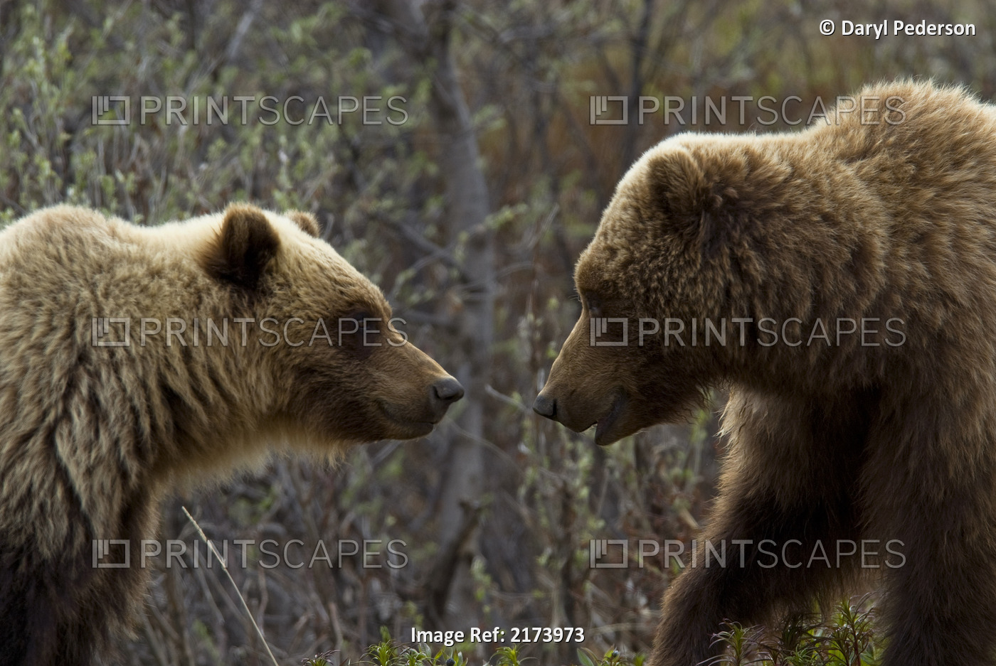 Sow And Cub Grizzly Face To Face At Sable Pass In Denali National Park, ...