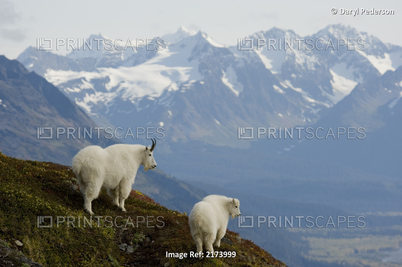 A Nanny & Kid Mountain Goat Stand On A Ridge With The Scenic Kenai Mountains In ...