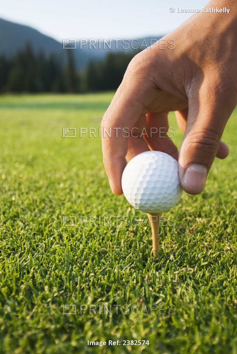 Golfer Sets Up A Ball On The Tee Of A Golf Course On A Summer Evening; ...