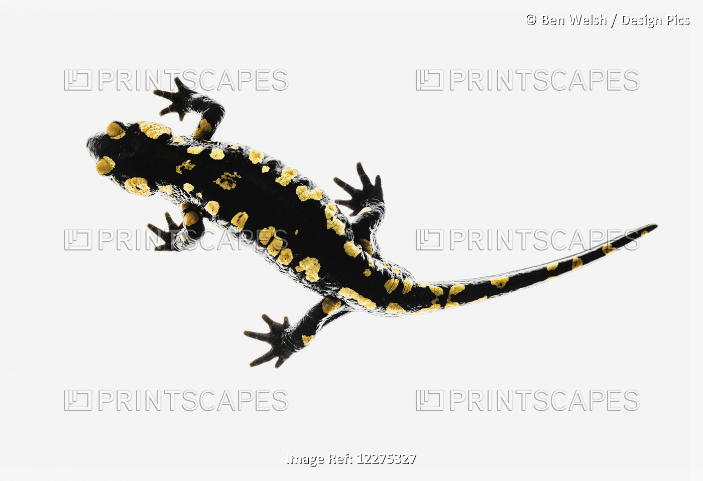 Salamander (Caudata) On A White Background; Tarifa, Cadiz, Andalusia, Spain