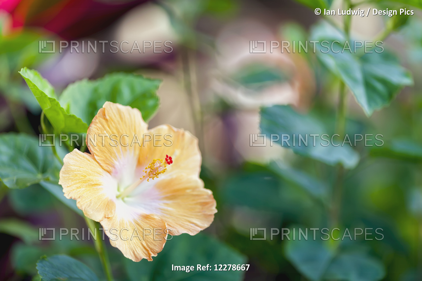 Hibiscus; Wailua, Kauai, Hawaii, United States Of America