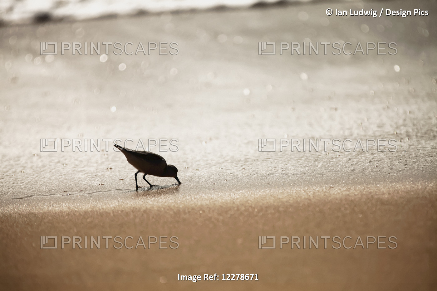 Sandpiper (Scolopacidae) Drinking From The Surf Along Barking Sands; Kekaha, ...