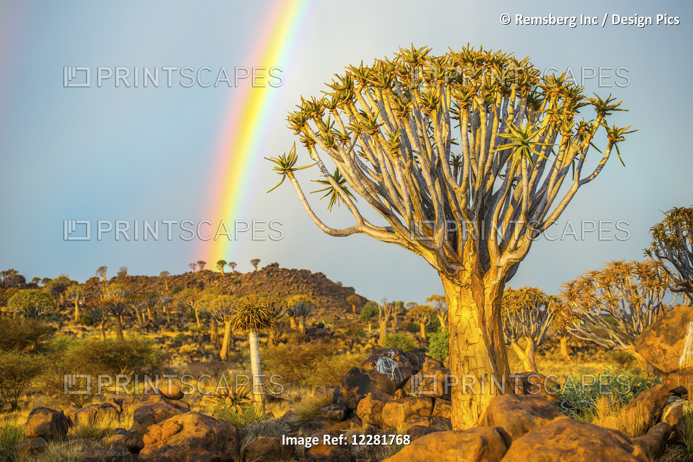 Quiver Tree (Aloe Dichotoma) Forest In The Playground Of The Giants With A ...