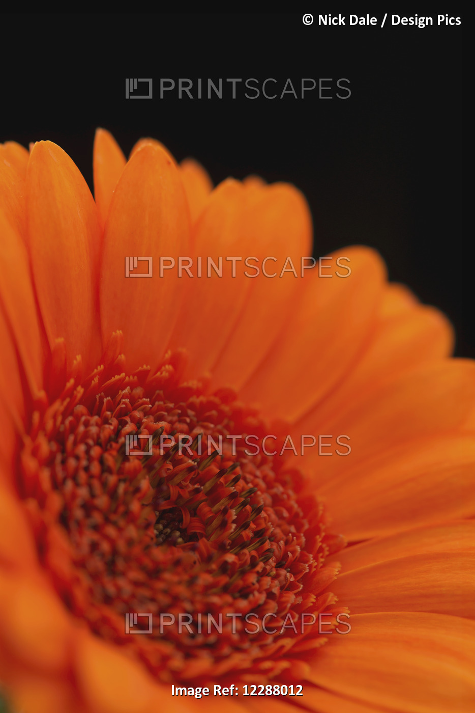 Close Up Of The Centre Of An Orange Gerbera With The Petals Slightly Out Of ...