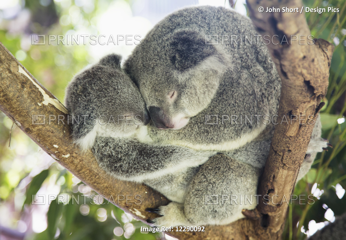 Mother And Baby Koala Bears (Phascolarctos Cinereus) Cuddled Up In A Tree; ...