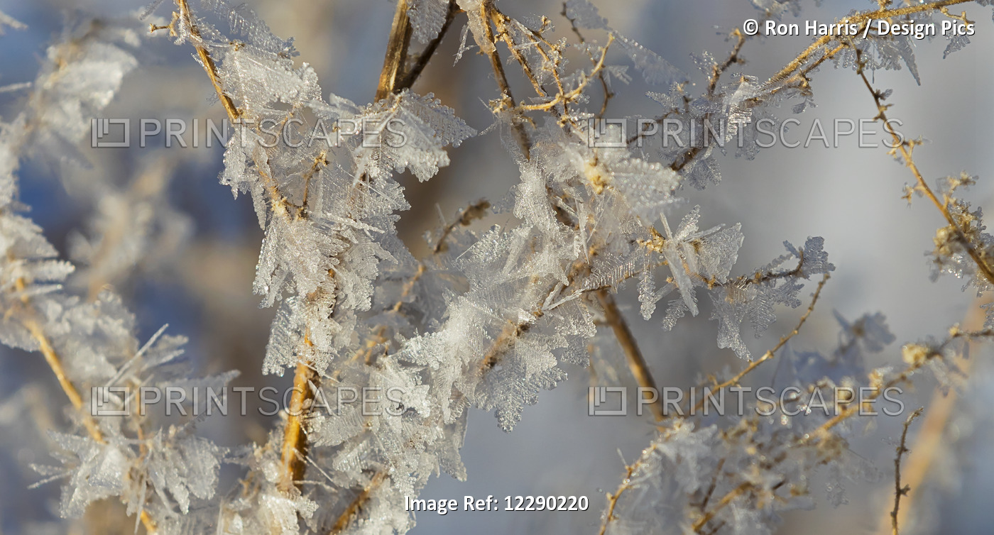 Hoar Frost On Branches; Alberta, Canada