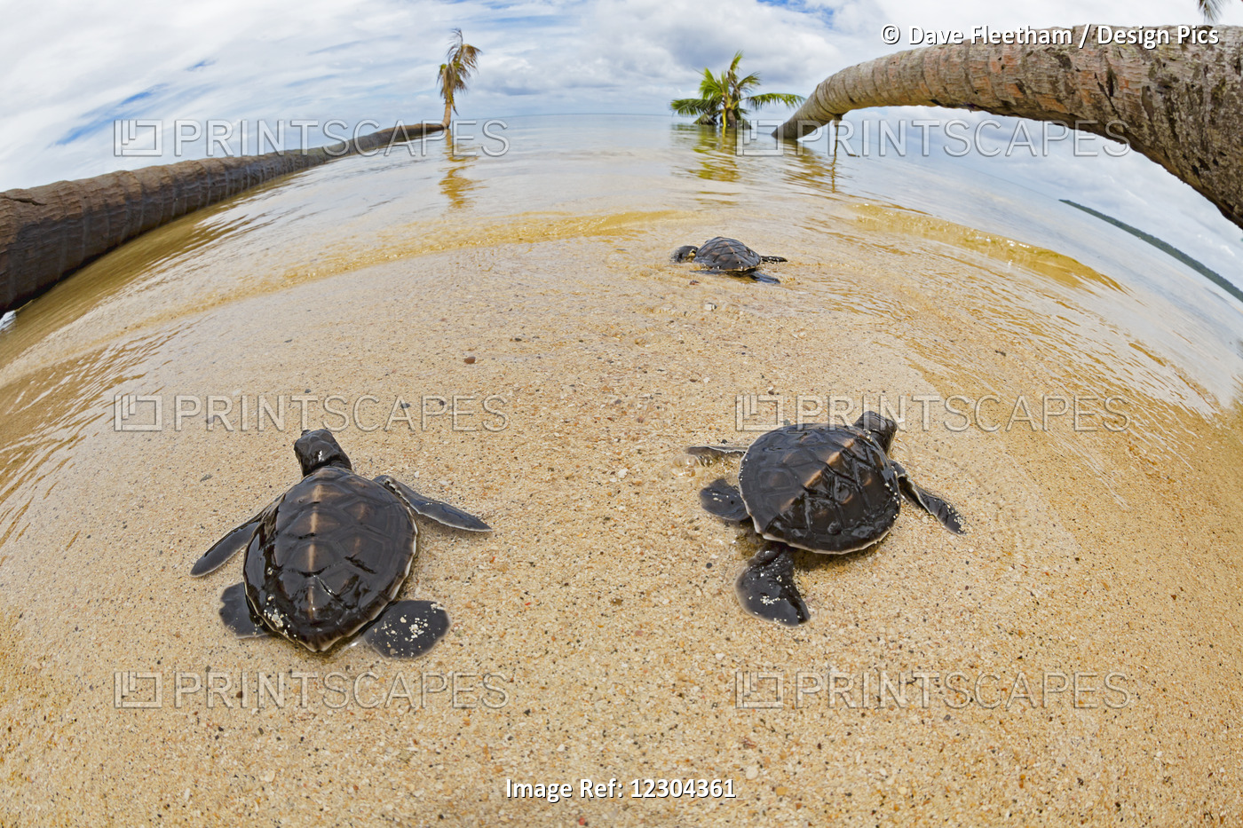 Three Newly Hatched Baby Green Sea Turtles (Chelonia Mydas), An Endangered ...