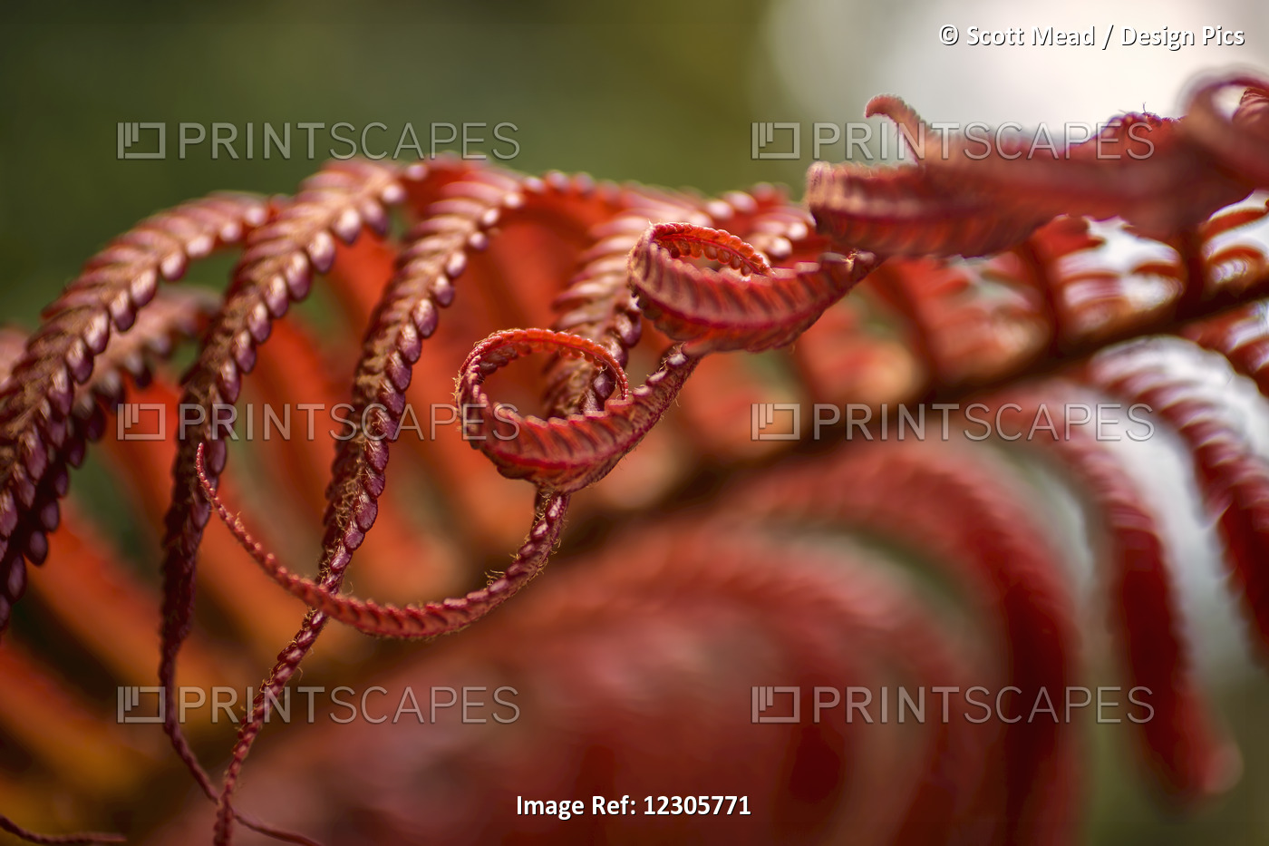 Close Up Of A Crimson Amau Fern; Hawaii, United States Of America