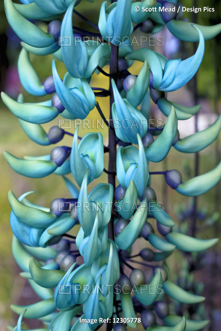 Blue Jade Plant; Hawaii, United States Of America