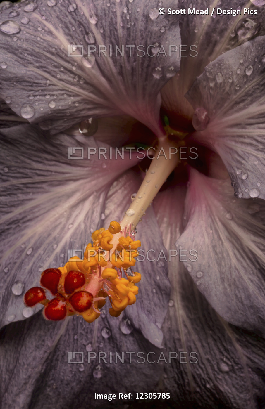 Close Up Of A Hibiscus Flower With Water Droplets; Hawaii, United States Of ...