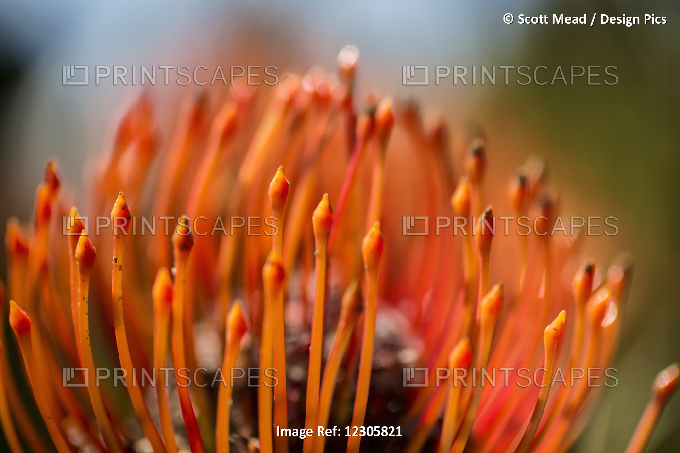 Pincushion Tropical Flower; Maui, Hawaii, United States Of America