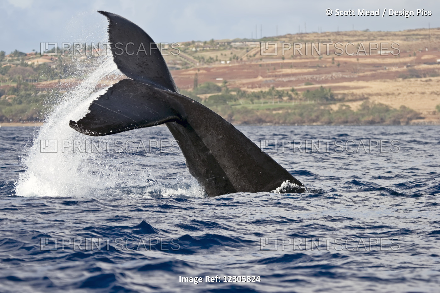 A Whale's Tail Splashing Above The Surface Of The Water And The Coastline Of A ...