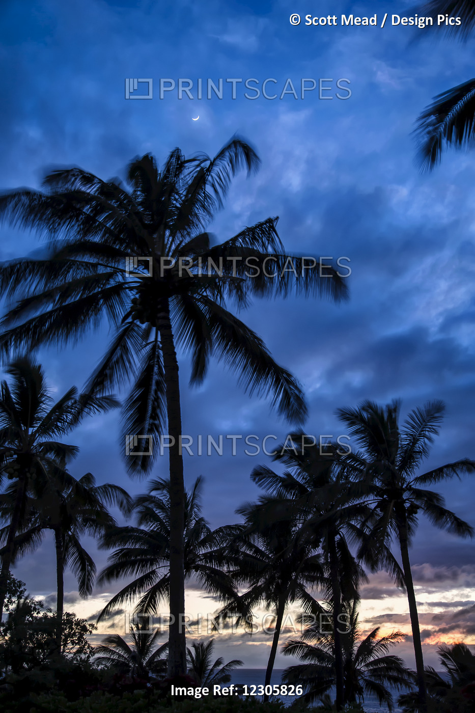 Silhouetted Palm Trees Under A Cloudy Sky At Sunset; Hawaii, United States Of ...