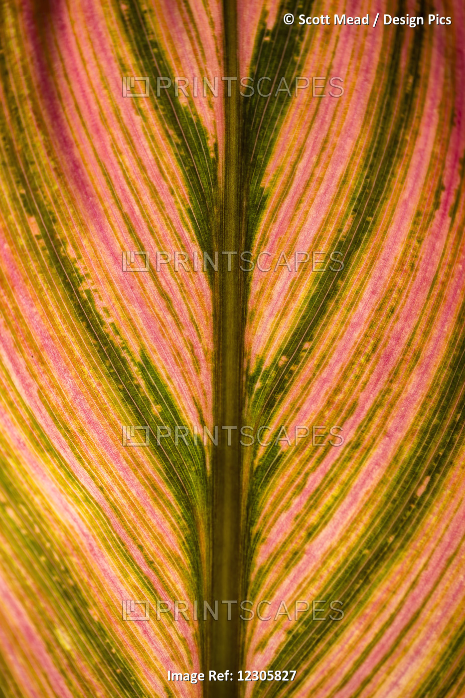 Close Up Of A Colourful Leaf From A Tropical Plant; Maui, Hawaii, United States ...