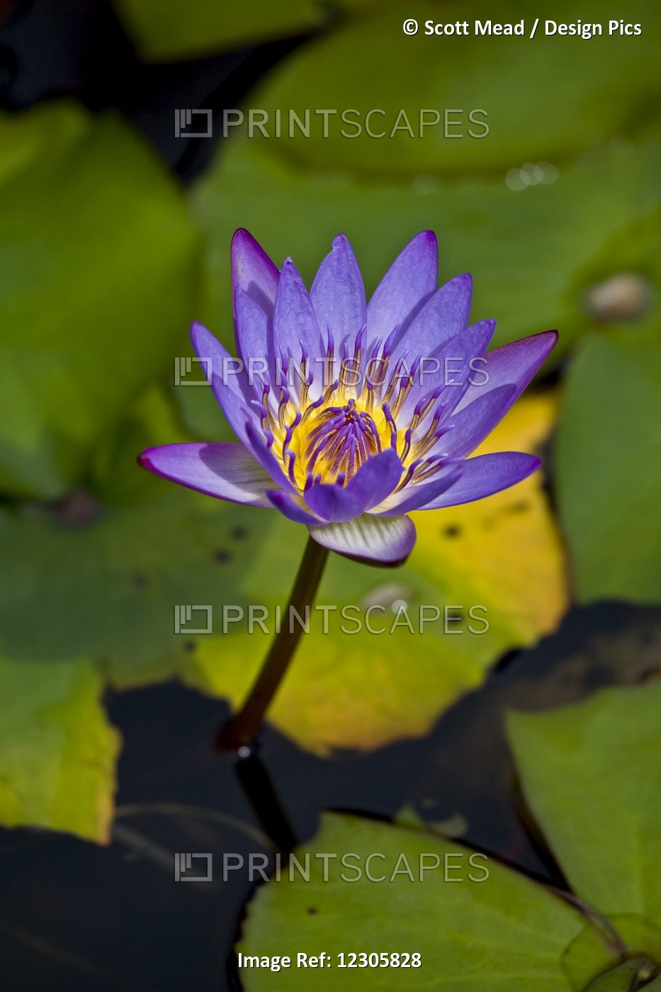 A Purple Lily Blossoming; Maui, Hawaii, United States Of America