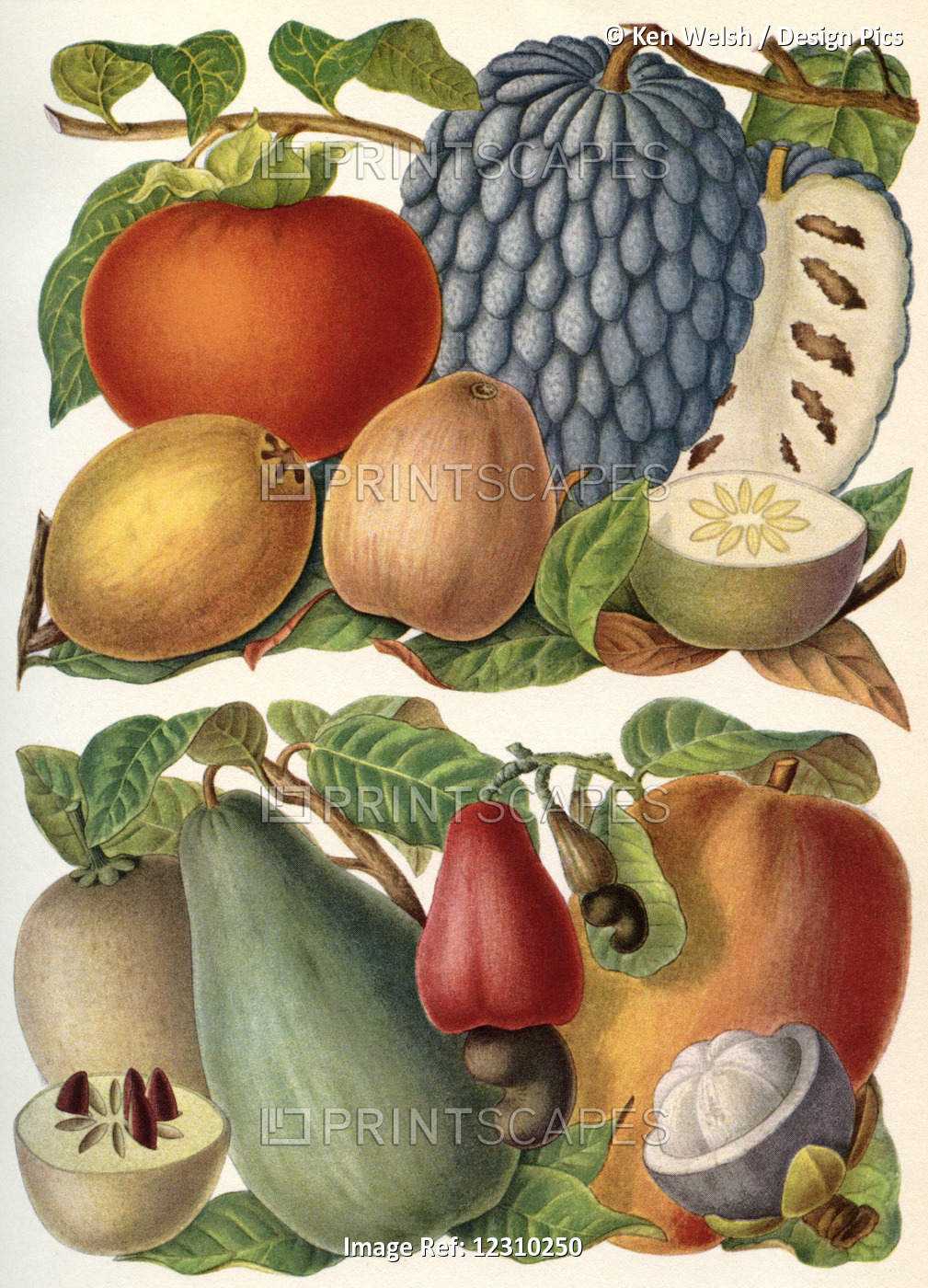 Tropical Fruit.  From Meyers Lexikon, Published 1930
