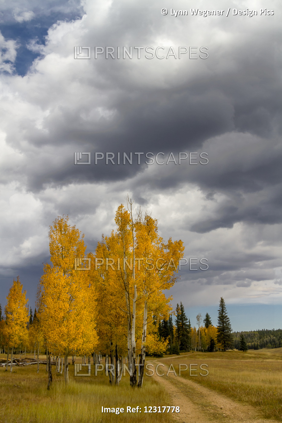 View Of An Approaching Storm On A Country Road With Fall Aspen Trees, North Rim ...