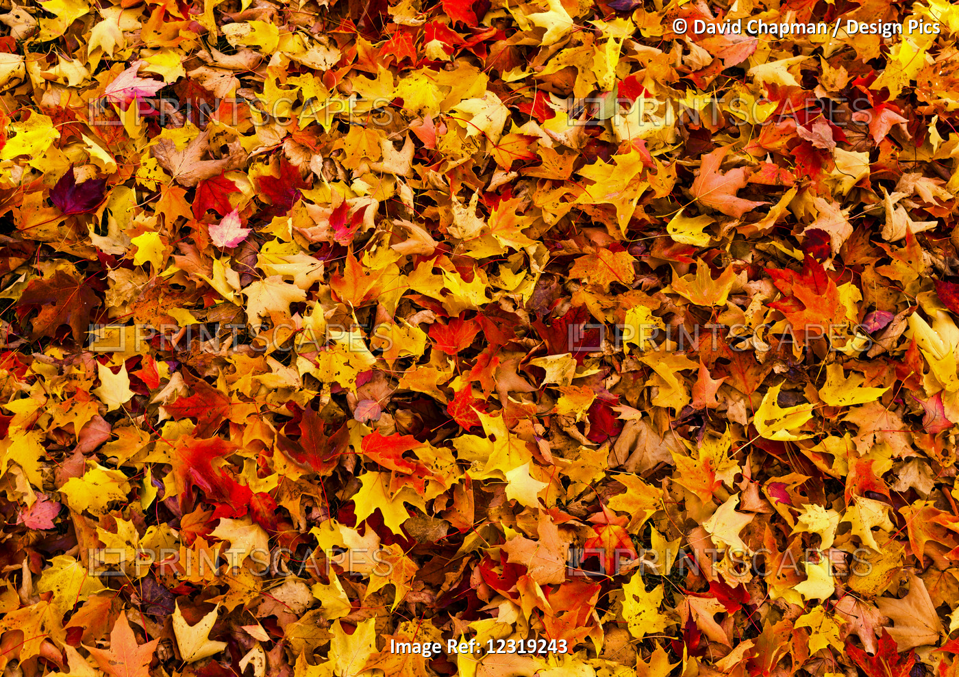 Carpet of brightly colored Autumn leaves