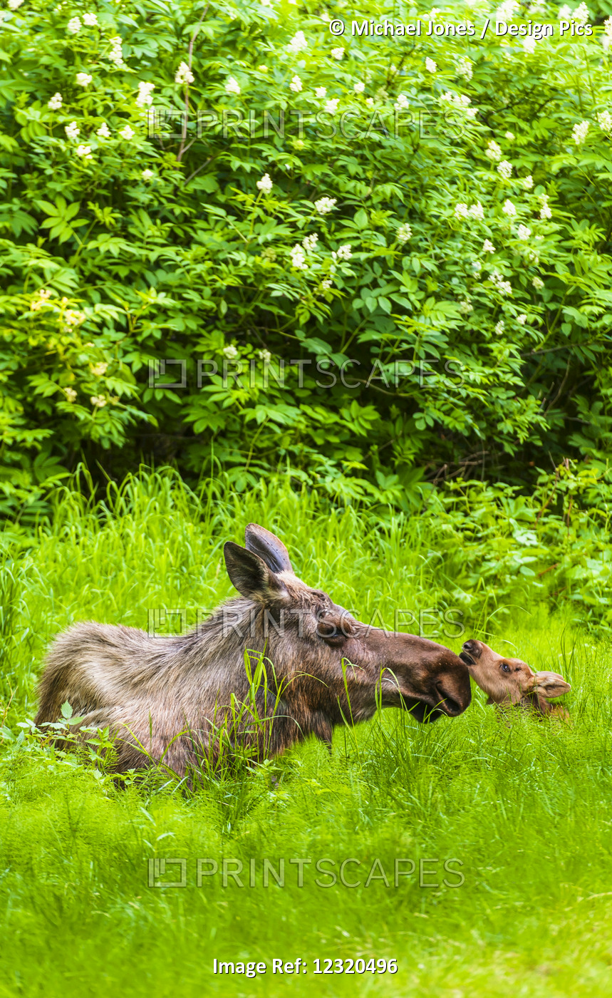 A Moose Cow (Alces Alces) And Her Calf Are Resting Near One Of Many Bike/Hiking ...