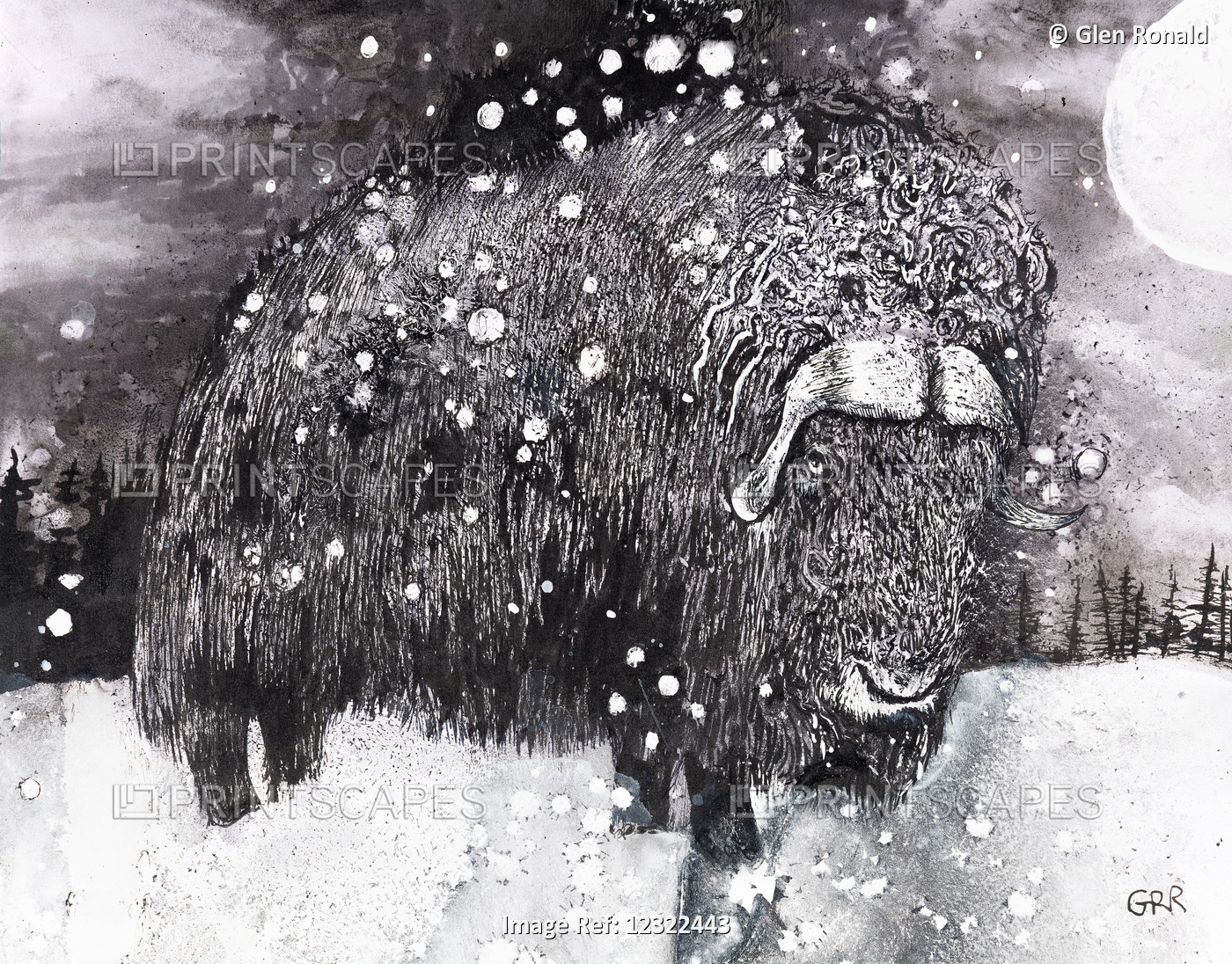 Muskox In Winter, Black and White Artwork