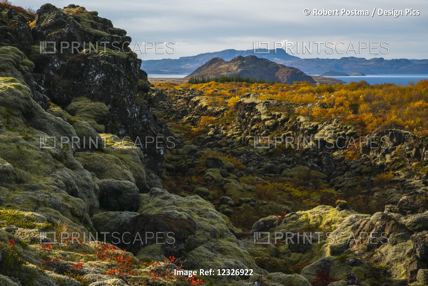 The Autumn Colours In Thingvellir National Park; Iceland