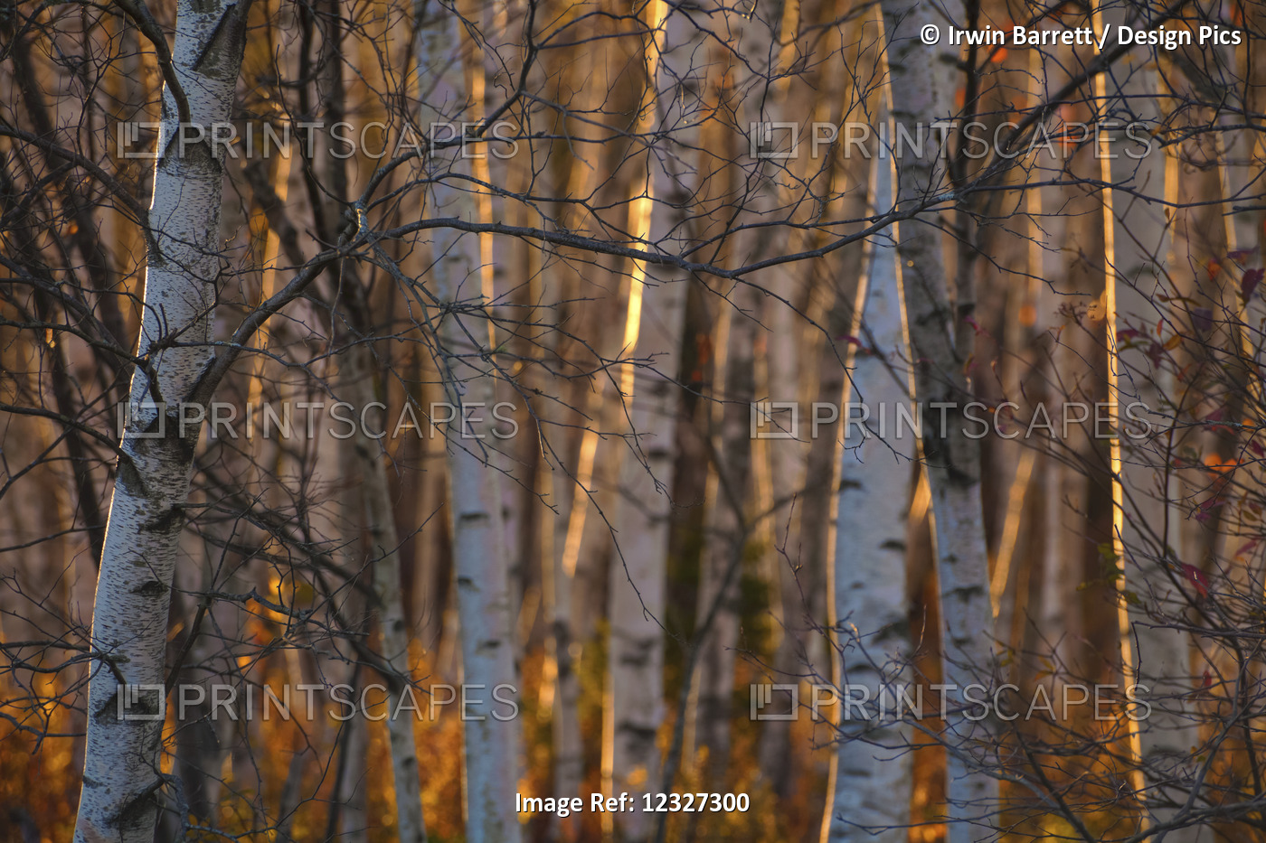 Close Up Of The Trunks Of Birch Trees At Sunset, Burnside; Dartmouth, Nova ...