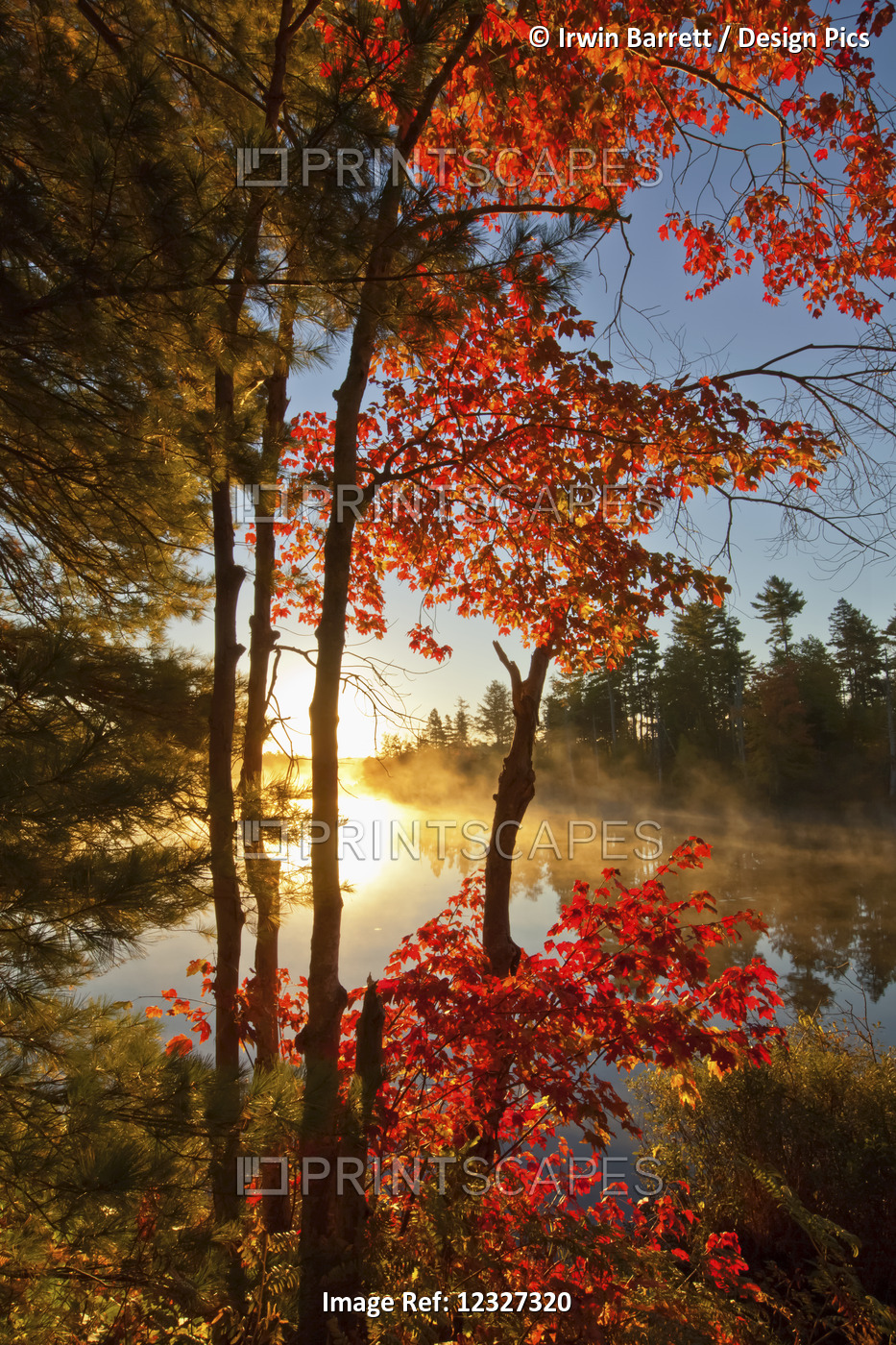Red Maple And Early Morning Mist On Pond; Waverley, Nova Scotia, Canada