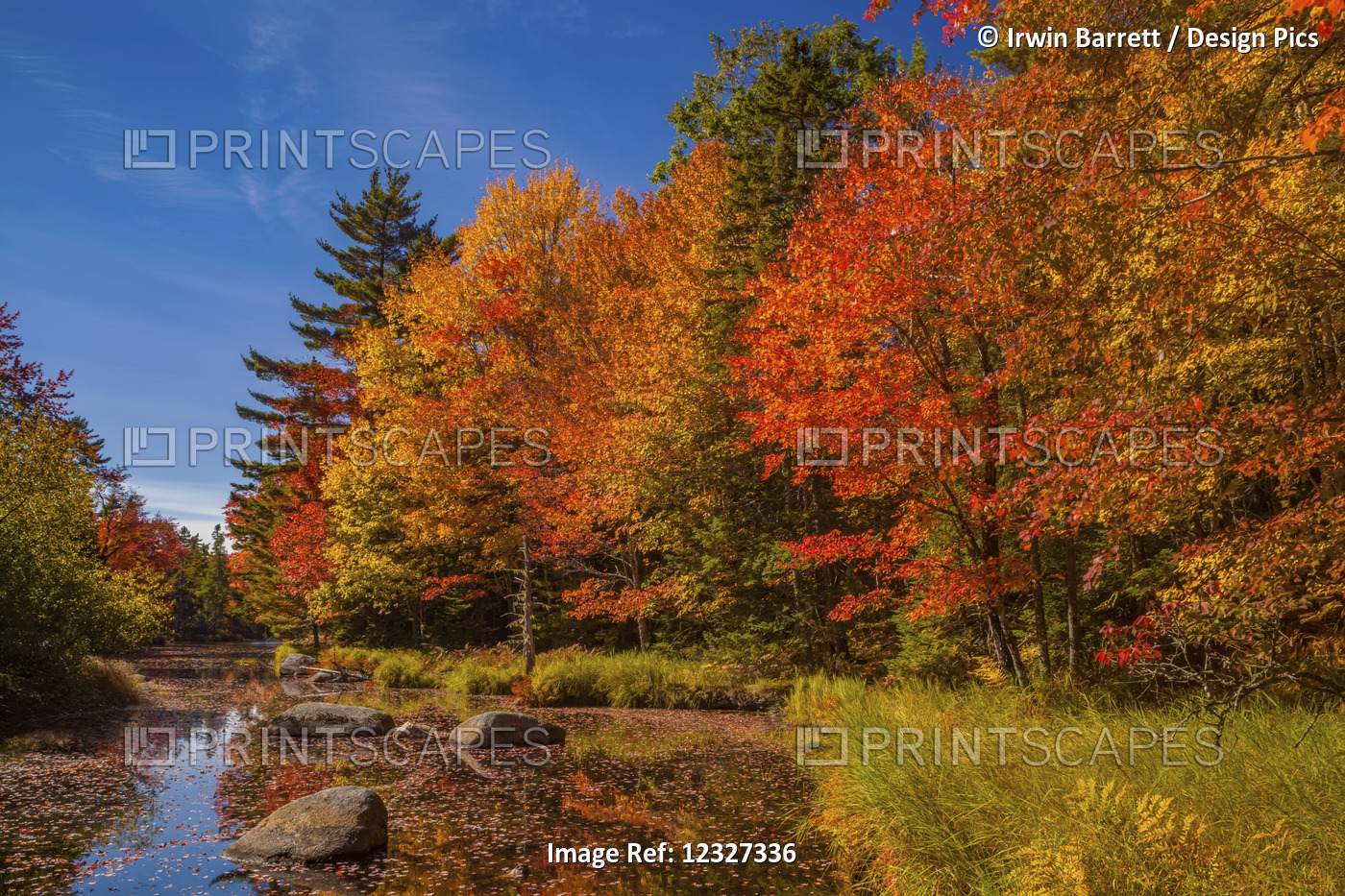 Colourful Autumn Coloured Foliage On Trees Along The Westfield River, Near ...