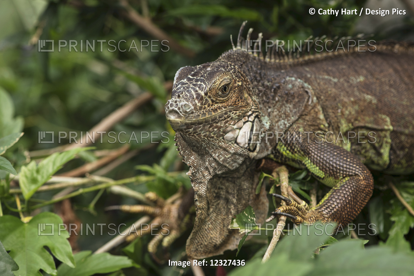 Close-Up Of An Iguana Crawling Through The Plants At Victoria Butterfly ...
