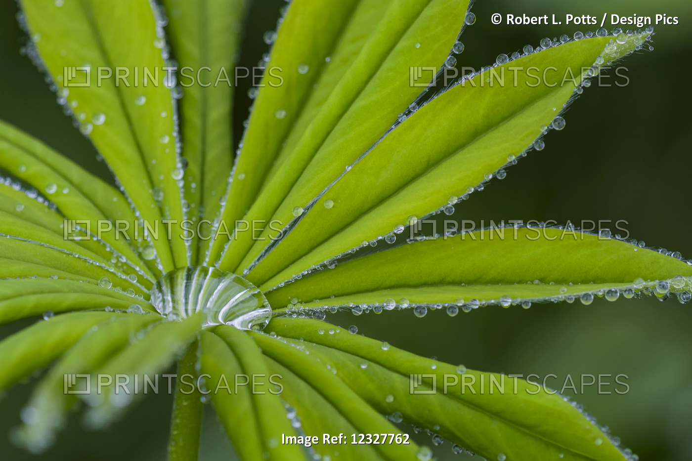 Rain Drops Cling To Lupine Leaflets; Oregon, United States Of America