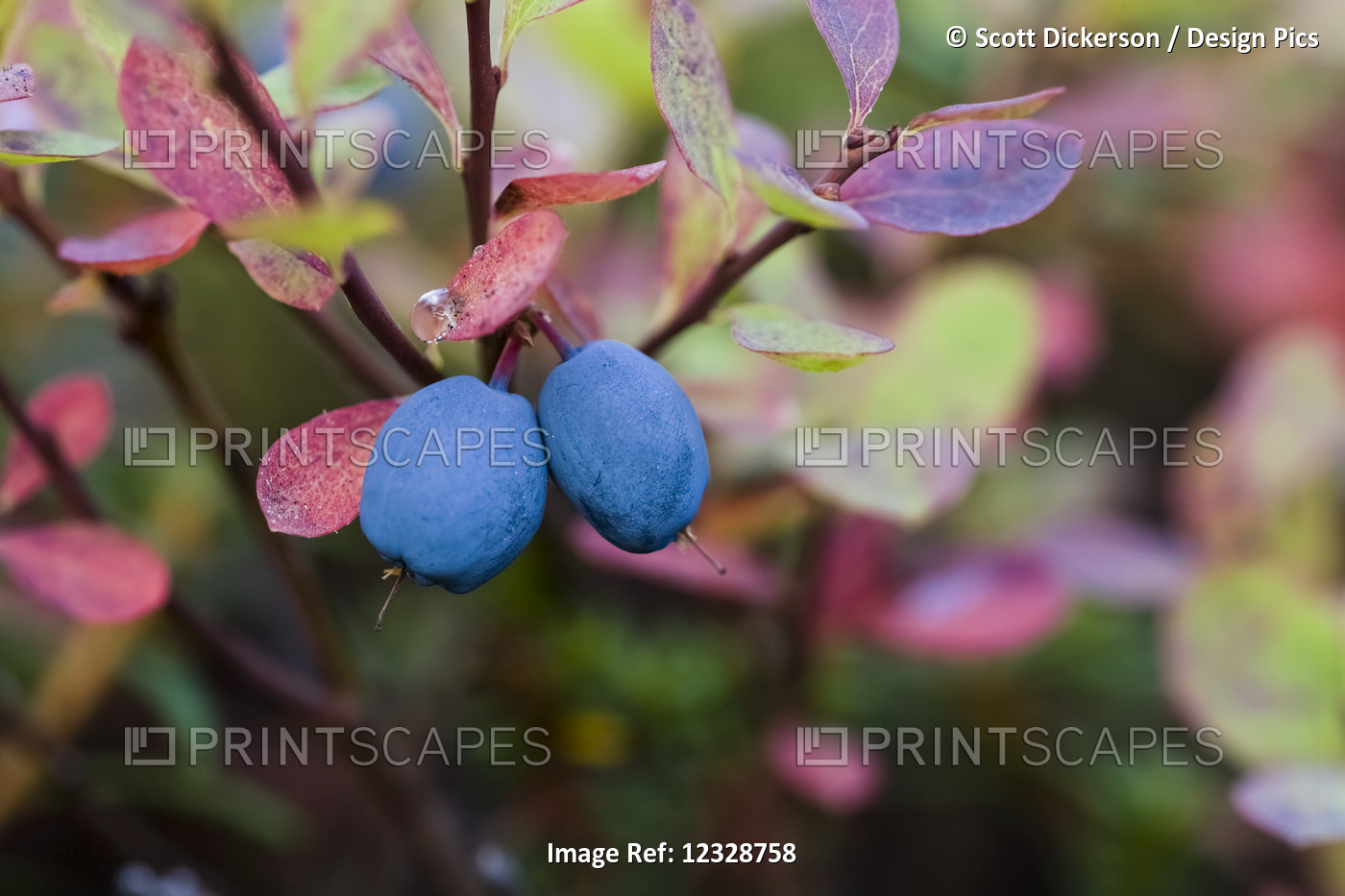 Close-Up Of Blueberries On A Lowbush Blueberry Plant (Vaccinium Angustifolium); ...