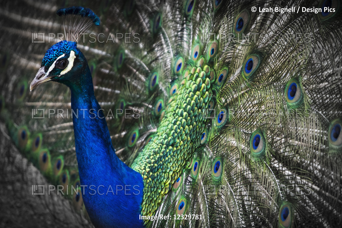 Close-Up Of A Peacock Displaying It's Plumage; Victoria, British Columbia, ...